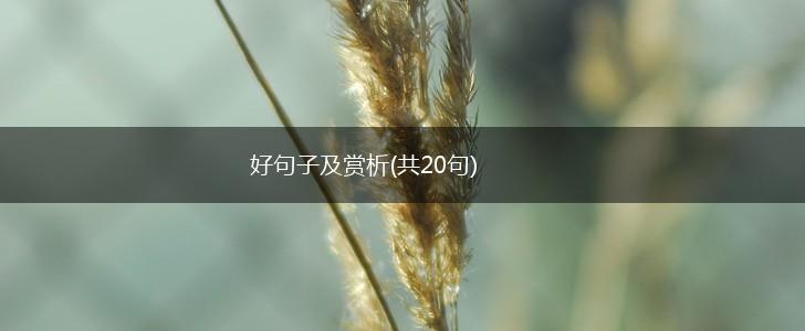 好句子及赏析(共20句),第1张