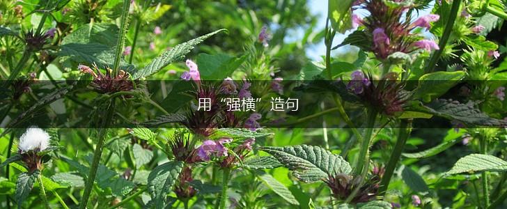 用“强横”造句,第1张