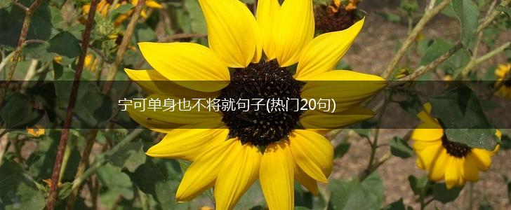 宁可单身也不将就句子(热门20句),第1张