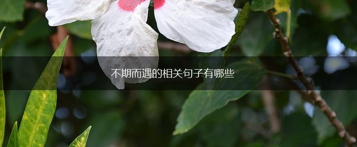 不期而遇的相关句子有哪些,第1张