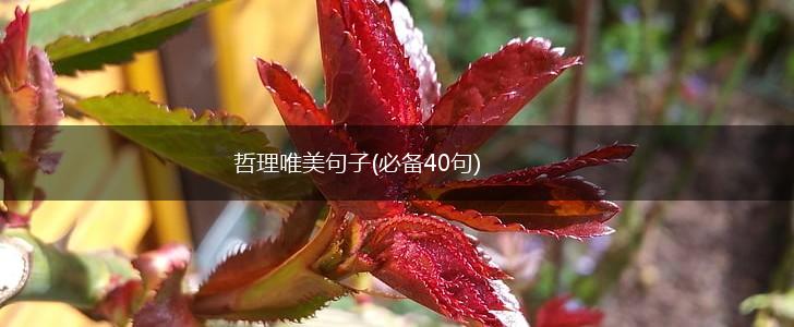 哲理唯美句子(必备40句),第1张