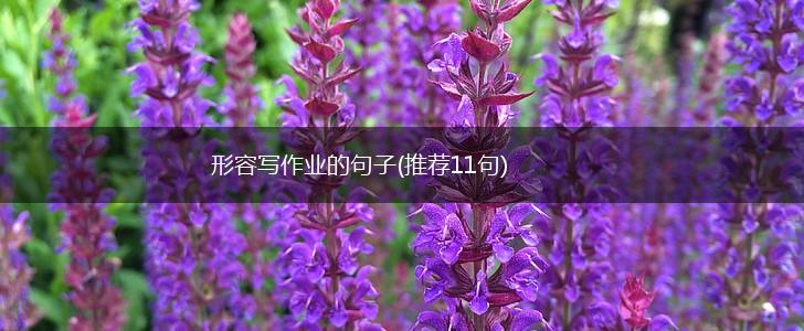 形容写作业的句子(推荐11句),第1张