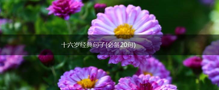 十六岁经典句子(必备20句),第1张