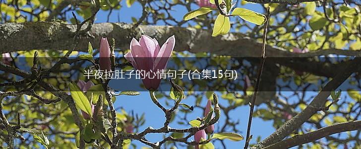 半夜拉肚子的心情句子(合集15句),第1张