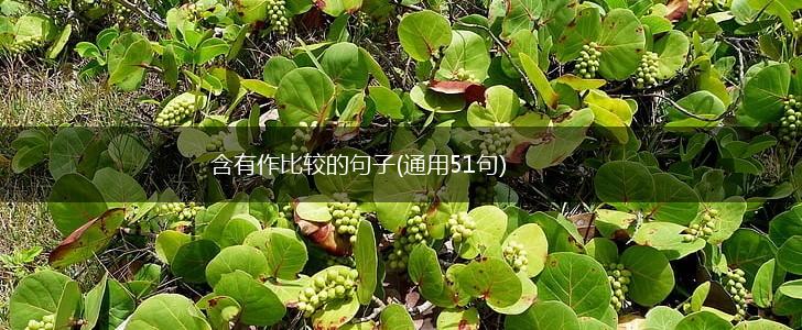 含有作比较的句子(通用51句),第1张