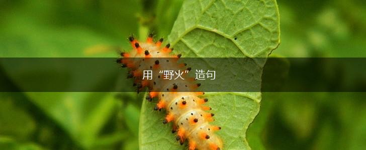 用“野火”造句,第1张