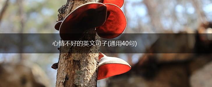 心情不好的英文句子(通用40句),第1张