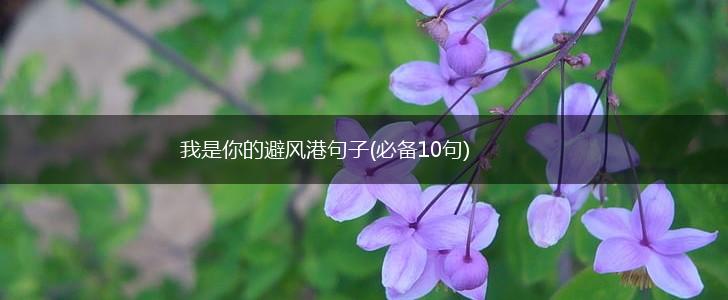我是你的避风港句子(必备10句),第1张