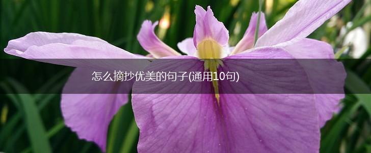 怎么摘抄优美的句子(通用10句),第1张