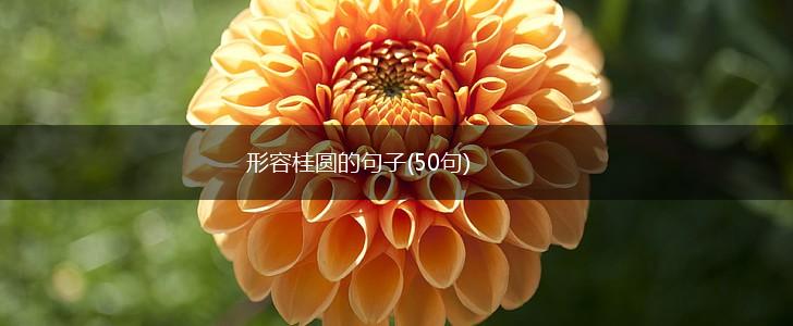 形容桂圆的句子(50句),第1张
