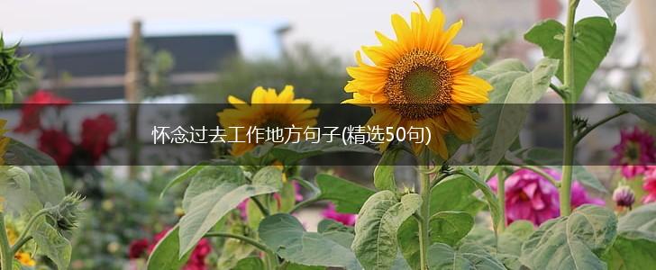 怀念过去工作地方句子(精选50句),第1张