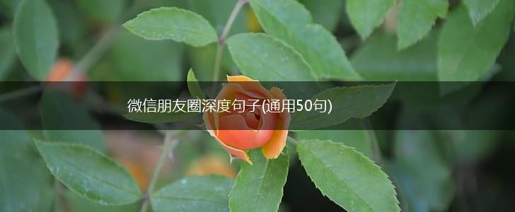 微信朋友圈深度句子(通用50句),第1张