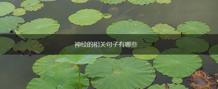 神经的相关句子有哪些,第1张