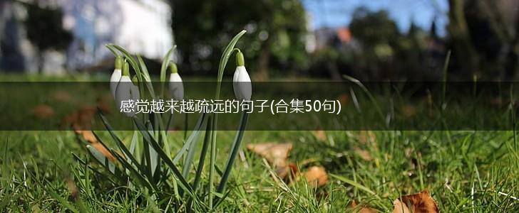 感觉越来越疏远的句子(合集50句),第1张