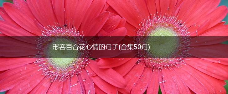 形容百合花心情的句子(合集50句),第1张