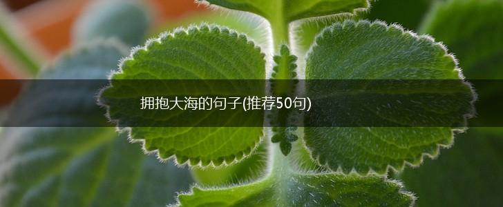 拥抱大海的句子(推荐50句),第1张