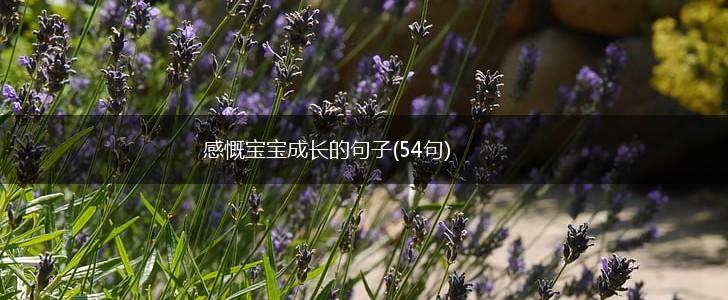 感慨宝宝成长的句子(54句),第1张