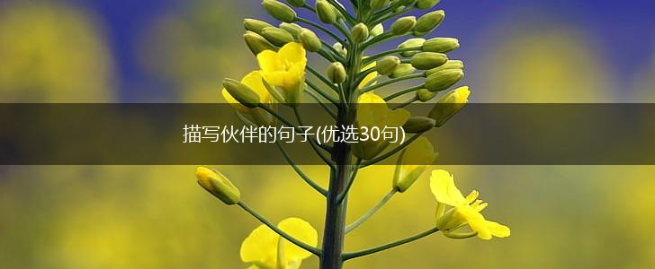 描写伙伴的句子(优选30句),第1张