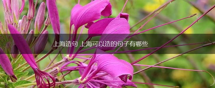 上海造句 上海可以造的句子有哪些,第1张