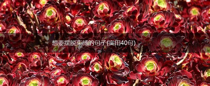 想要摆脱束缚的句子(实用40句),第1张