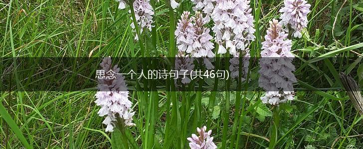 思念一个人的诗句子(共46句),第1张