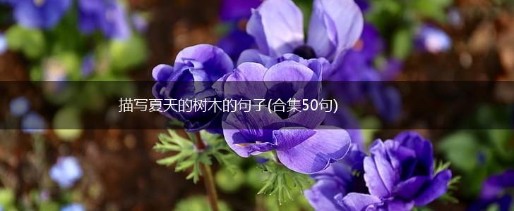 描写夏天的树木的句子(合集50句),第1张