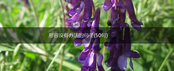 形容没有办法的句子(50句),第1张