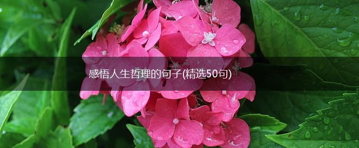感悟人生哲理的句子(精选50句),第1张