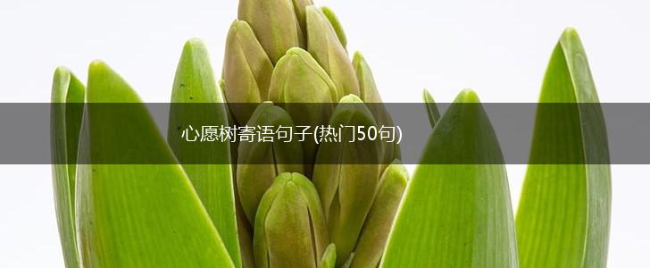 心愿树寄语句子(热门50句),第1张
