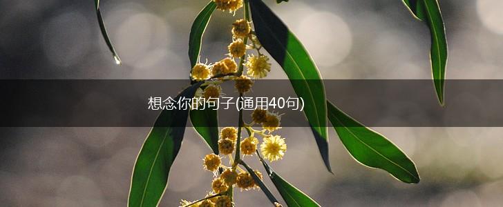 想念你的句子(通用40句),第1张