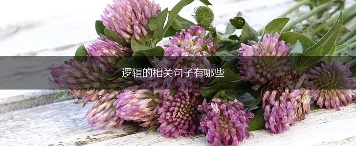 逻辑的相关句子有哪些,第1张