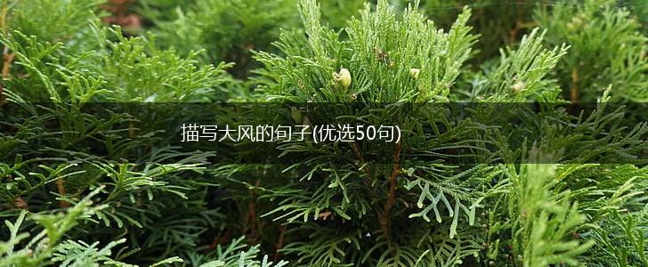 描写大风的句子(优选50句),第1张