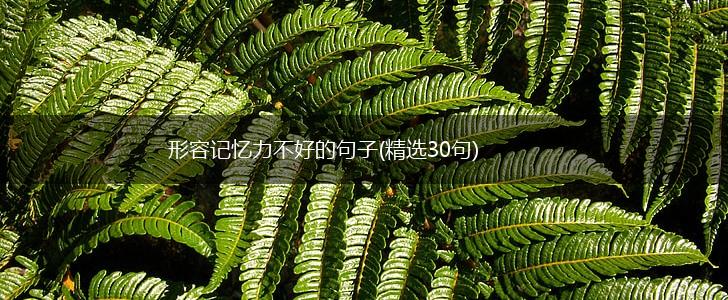 形容记忆力不好的句子(精选30句),第1张