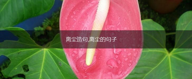 离尘造句,离尘的句子,第1张