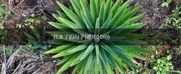 我走了的句子(通用50句),第1张