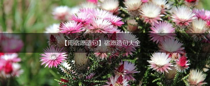 【用宿愿造句】宿愿造句大全,第1张