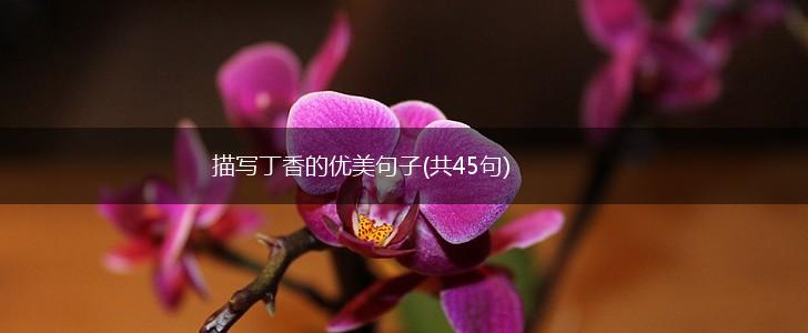 描写丁香的优美句子(共45句),第1张