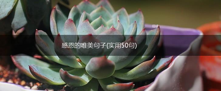 感恩的唯美句子(实用50句),第1张