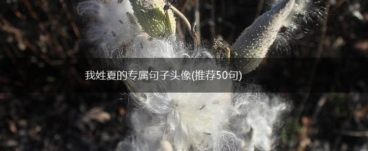 我姓夏的专属句子头像(推荐50句),第1张