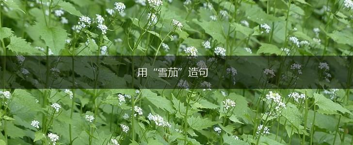 用“雪茄”造句,第1张