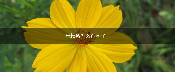 用精致怎么造句子,第1张