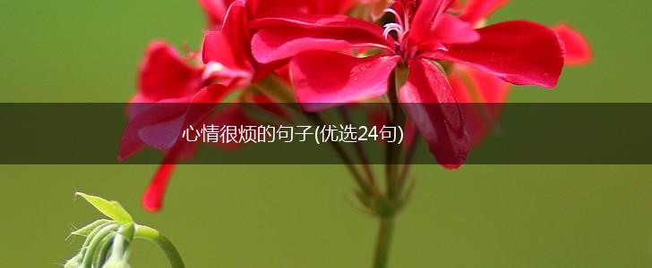 心情很烦的句子(优选24句),第1张