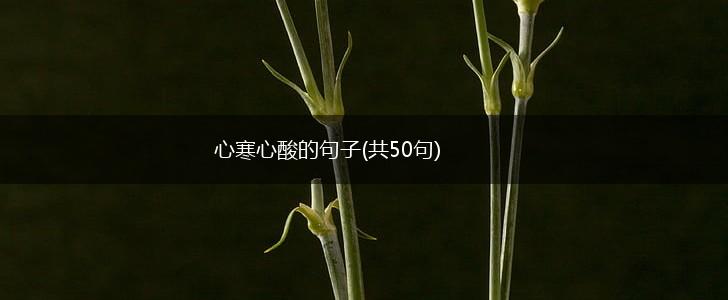 心寒心酸的句子(共50句),第1张