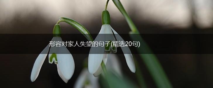 形容对家人失望的句子(精选20句),第1张