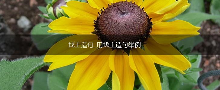 找主造句_用找主造句举例,第1张