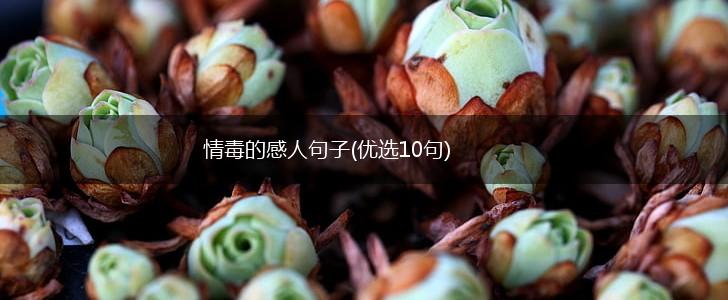 情毒的感人句子(优选10句),第1张