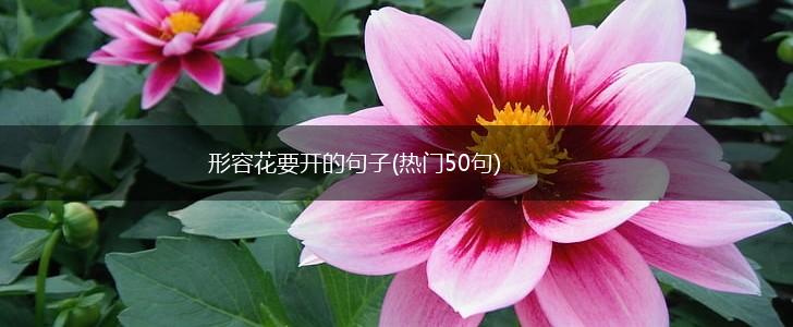 形容花要开的句子(热门50句),第1张