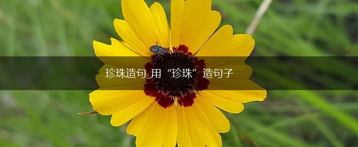 珍珠造句_用“珍珠”造句子,第1张