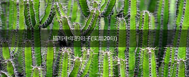 描写中年的句子(实用20句),第1张