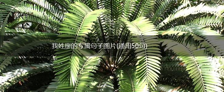 我姓廖的专属句子图片(通用50句),第1张